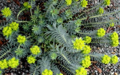 Euphorbia Rigida ‘Upright Myrtle Spurge’