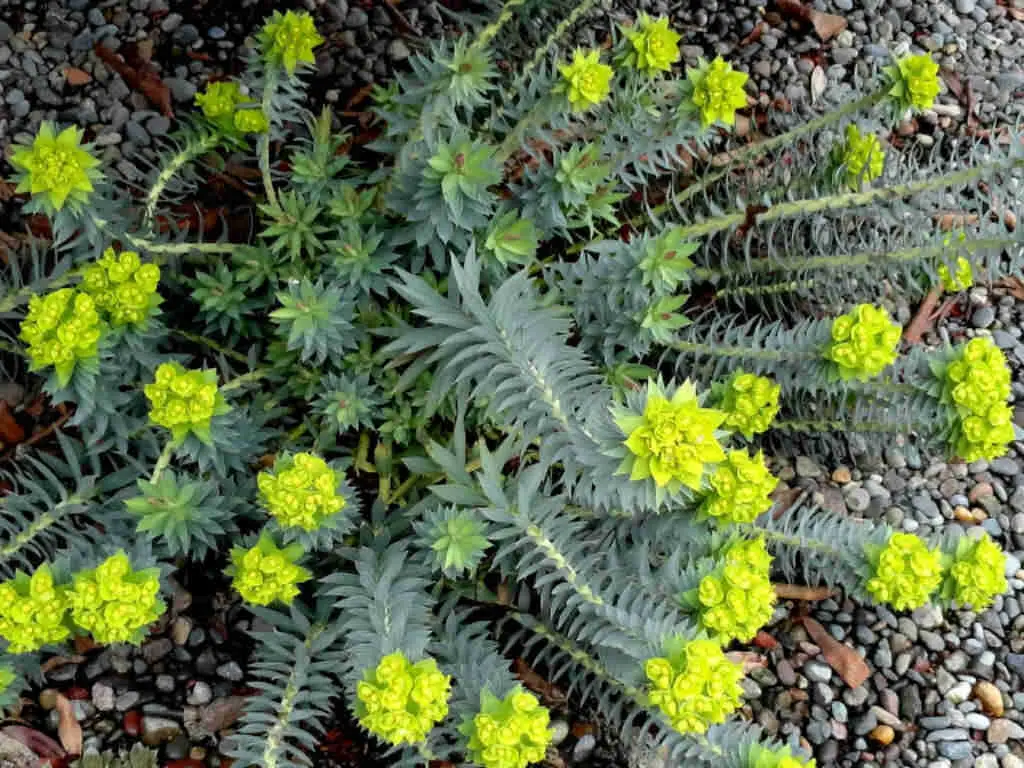 Euphorbia Rigida 'Upright Myrtle Spurge'