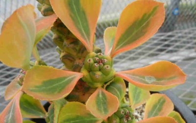 Euphorbia Ritchiei ‘Variegata’