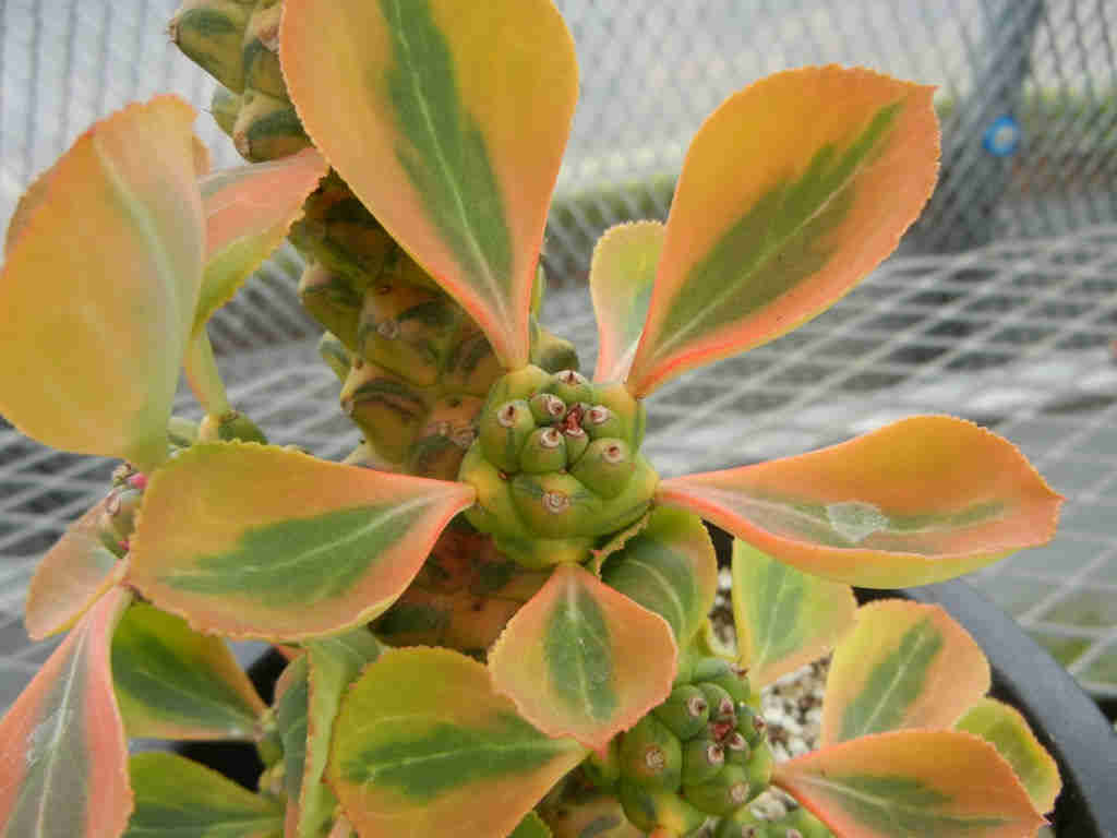 Euphorbia Ritchiei ‘Variegata’