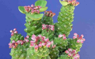 Euphorbia Ritchiei Subsp. Nyambensis