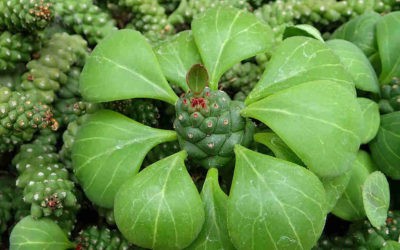 Euphorbia Ritchiei ‘Mondadenium Ritchiei’