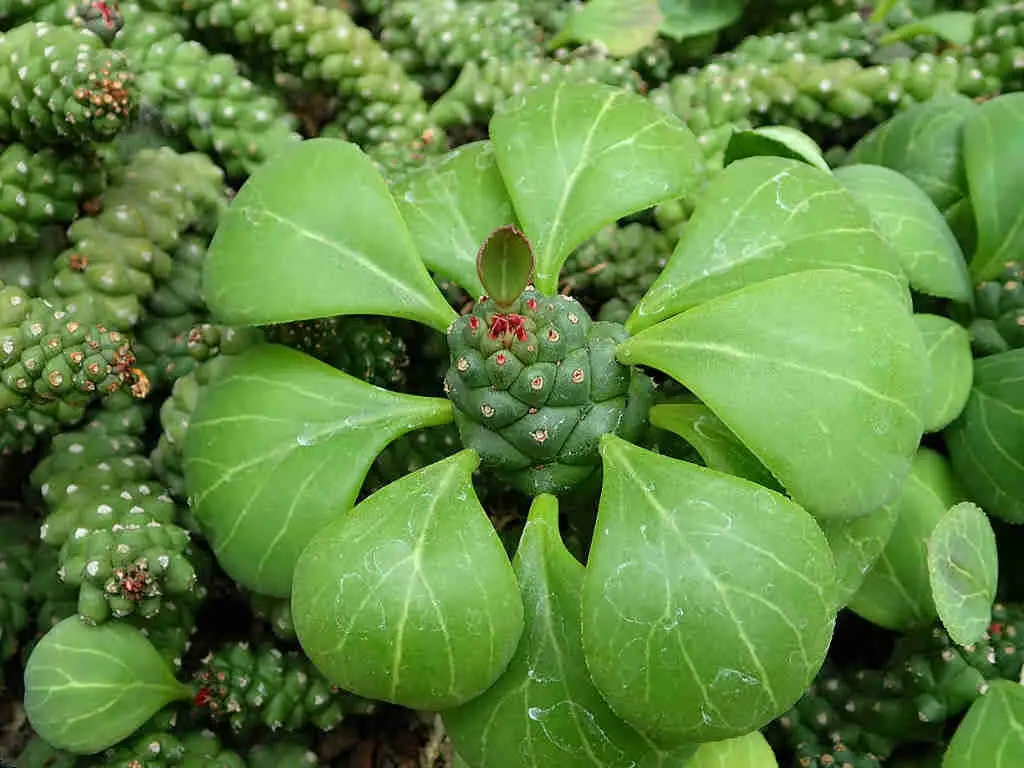 Euphorbia Ritchiei 'Mondadenium Ritchiei'