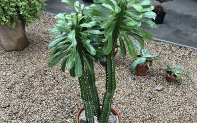 Euphorbia Royleana ‘Sully Spurge’