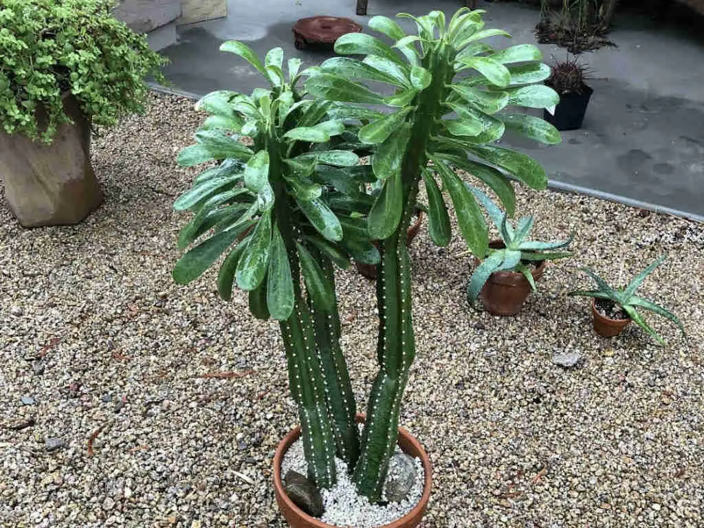 Euphorbia Royleana 'Sully Spurge'