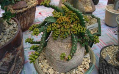 Euphorbia Stellata