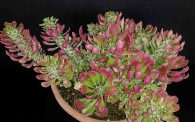 Euphorbia Succulenta F. Variegata