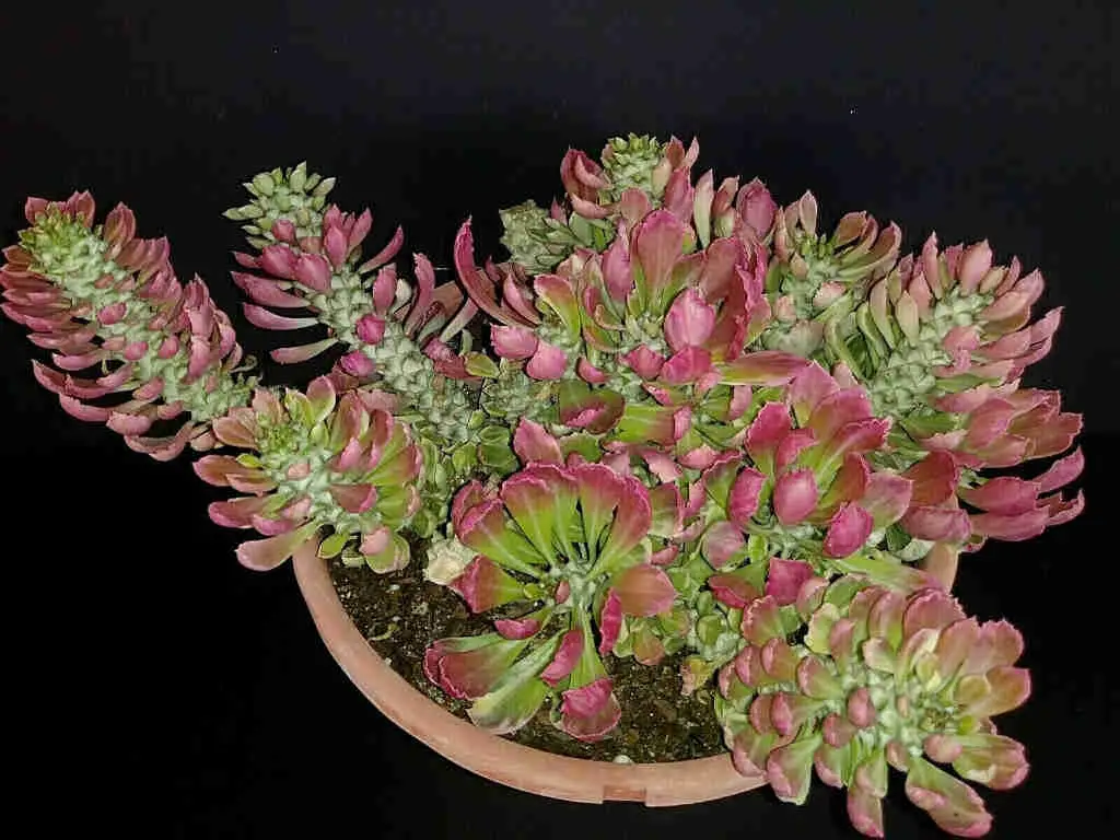 Euphorbia Succulenta F. Variegata