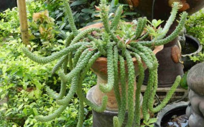 Euphorbia Succulenta