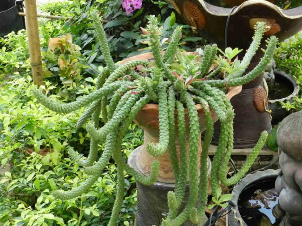Euphorbia Succulenta