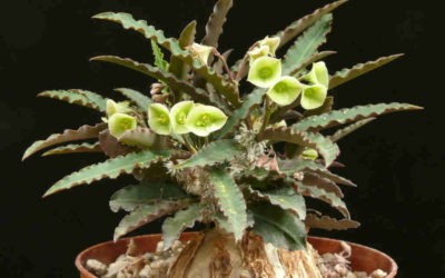 Euphorbia Suzannae-Marnierae