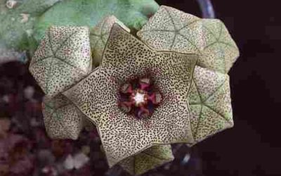 Caralluma Hexagona