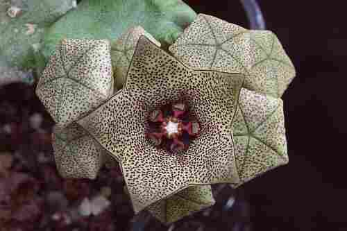 Caralluma Hexagona