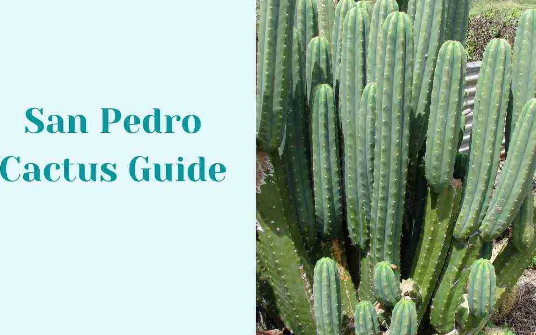 San Pedro Cactus