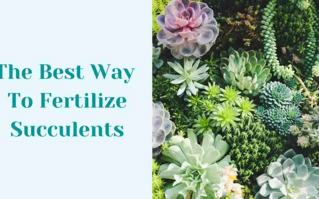 The Best Way To Fertilize Succulents