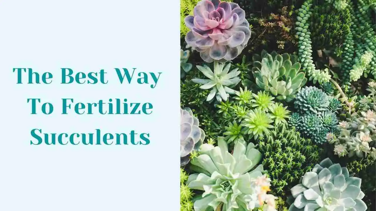 The Best Way To Fertilize Succulents