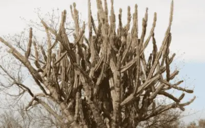 Cereus Forbesii