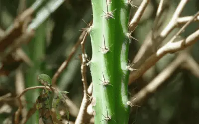 Cereus Phatnospermus Subsp. Kroenleinii