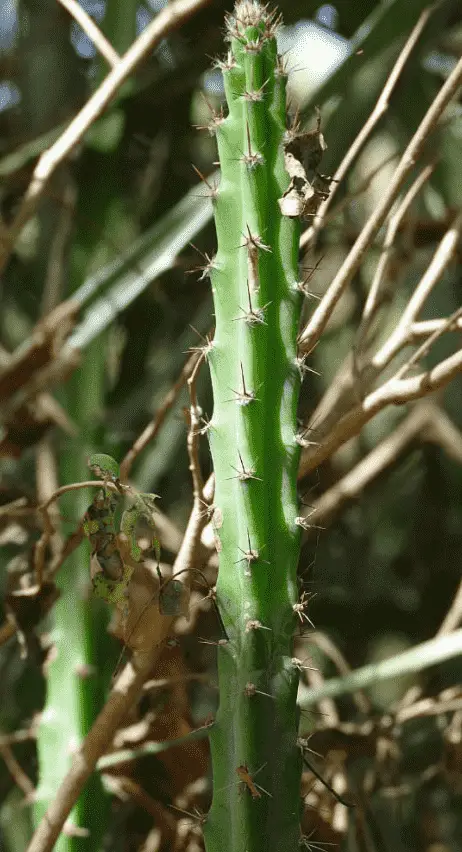 Cereus Phatnospermus Subsp. Kroenleinii