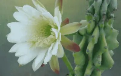 Cereus Repandus F. Monstrosa