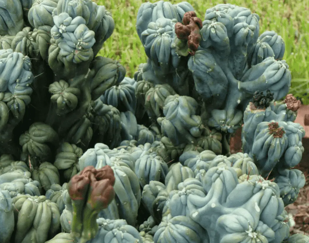 Cereus Validus F. Monstrose