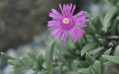 Congested Ice Plant