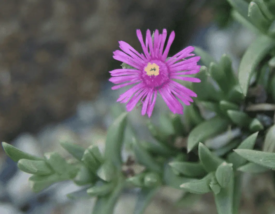 Congested Ice Plant