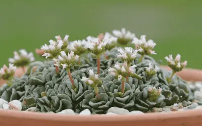 Crassula ‘Celia’