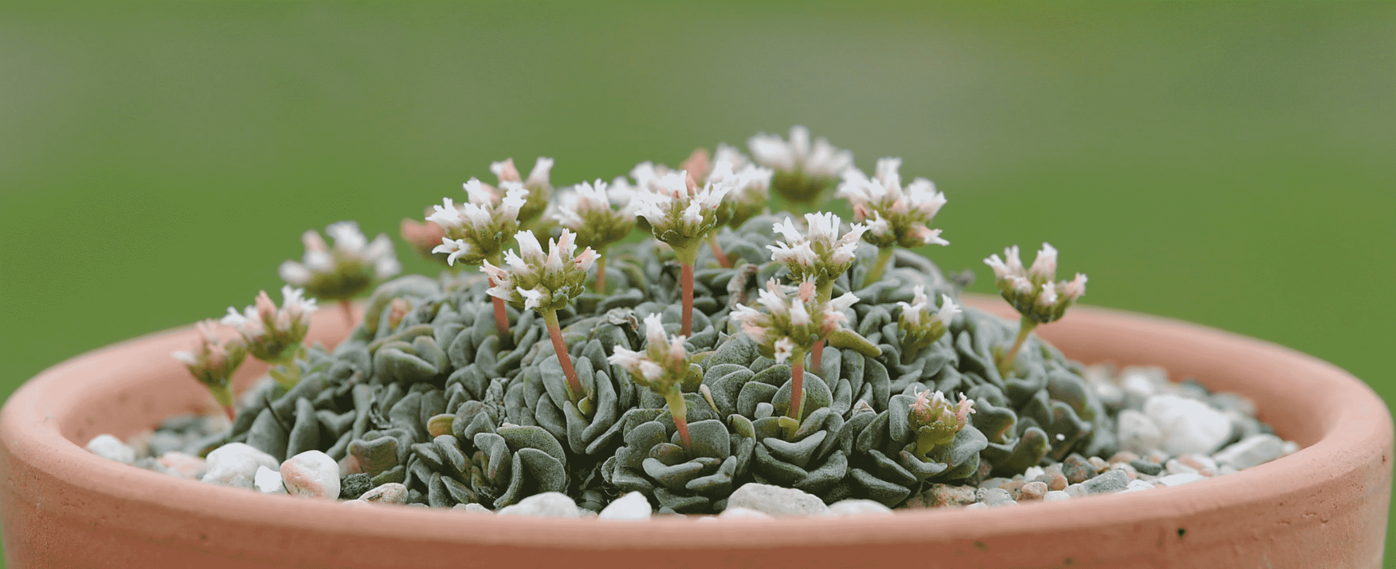 Crassula ‘Celia'