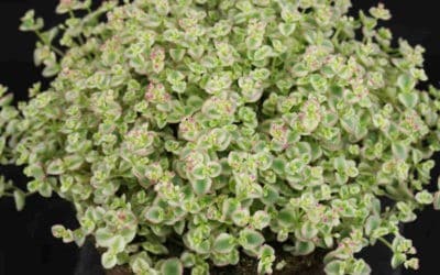 Crassula ‘Petite Bicolor’