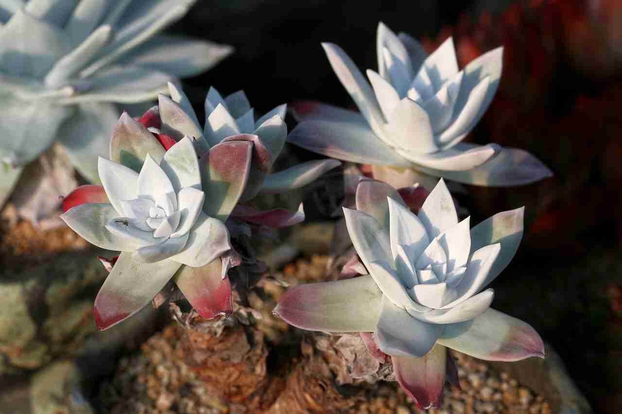 ultimate guide to grow indoor succulents