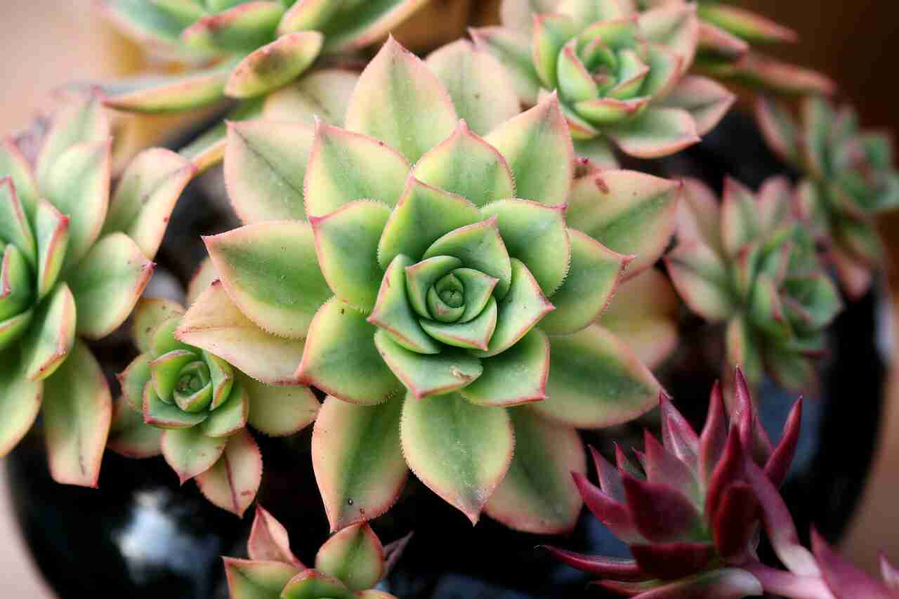 Grow a succulent from seeds