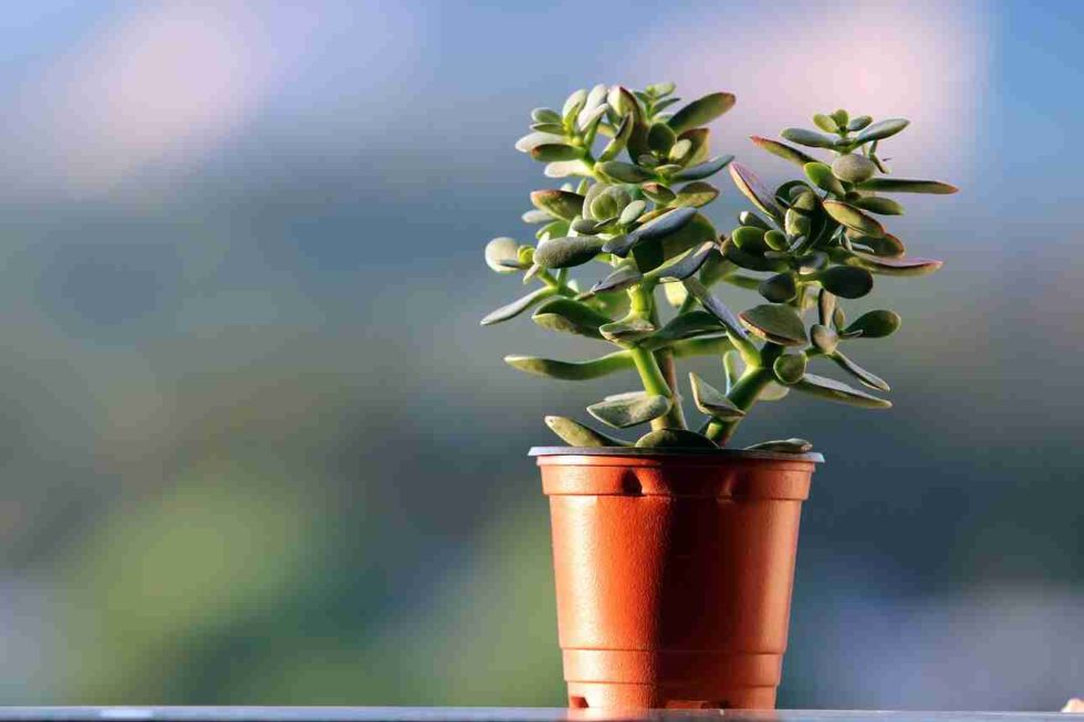 How to Grow a Succulent From Seeds (Care Guide)- Succulents Network