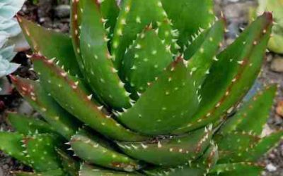 Aloe Nobilis ‘Gold Tooth Aloe’