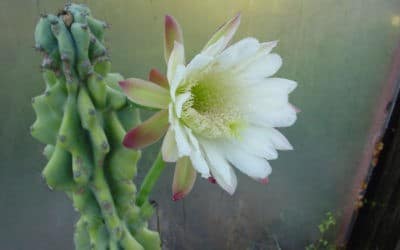 Cereus Peruvianus F. Monstrosa