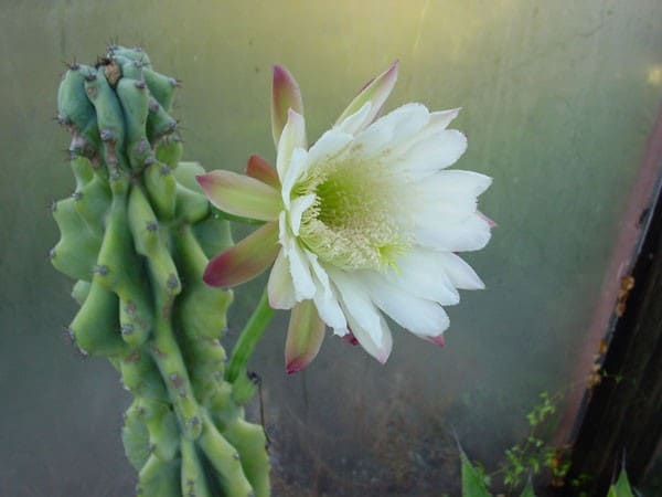 Cereus Peruvianus F. Monstrosa 'Monstrose Apple Cactus'