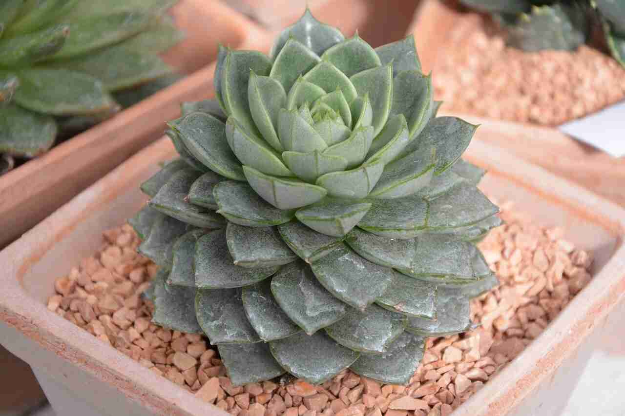 how to repot succulents