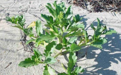 Cakile Edentula ‘American Searocket’