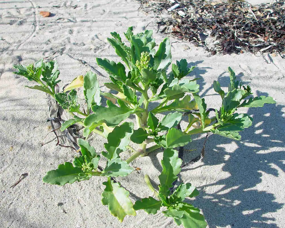 Cakile Edentula 'American Searocket' (Care Guide)- Succulents Network