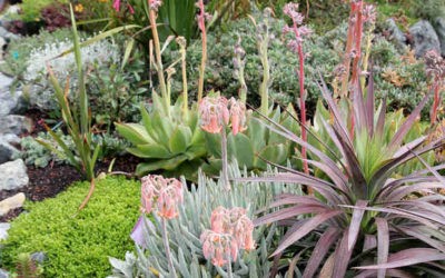 Cotyledon Orbiculata Var. ‘Flavida’