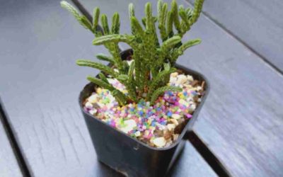 Crassula ‘Imperialis’