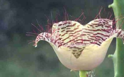 Caralluma Pauciflora