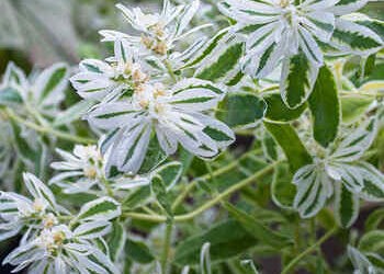 Euphorbia Marginata ‘Snow On The Mountain’