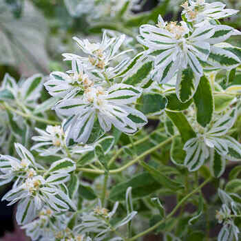 Euphorbia Marginata 'Snow On The Mountain'