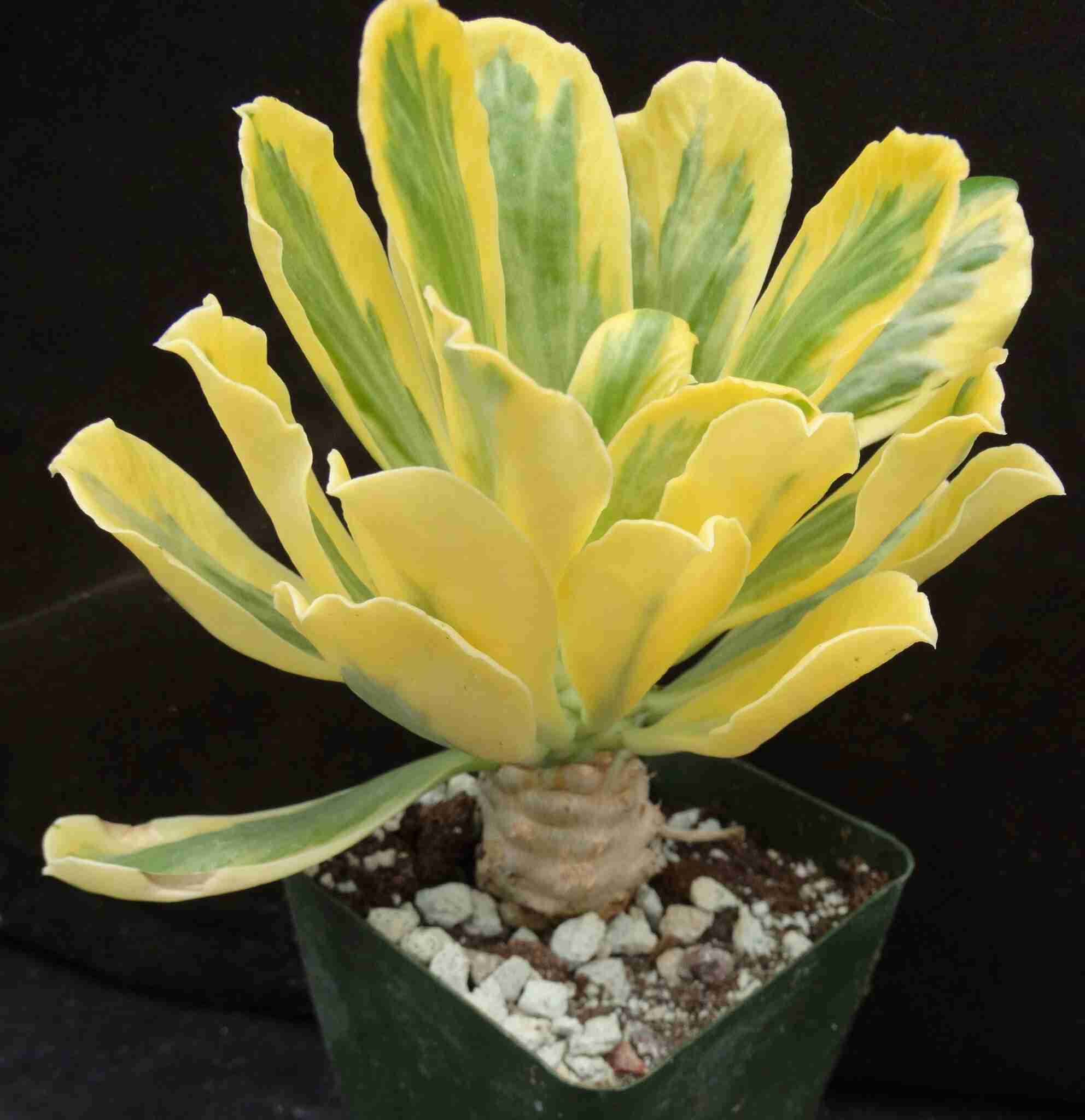 Euphorbia Poissonii F. Variegata