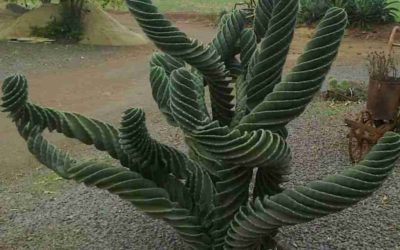 Cereus Validus ‘Spiralis’