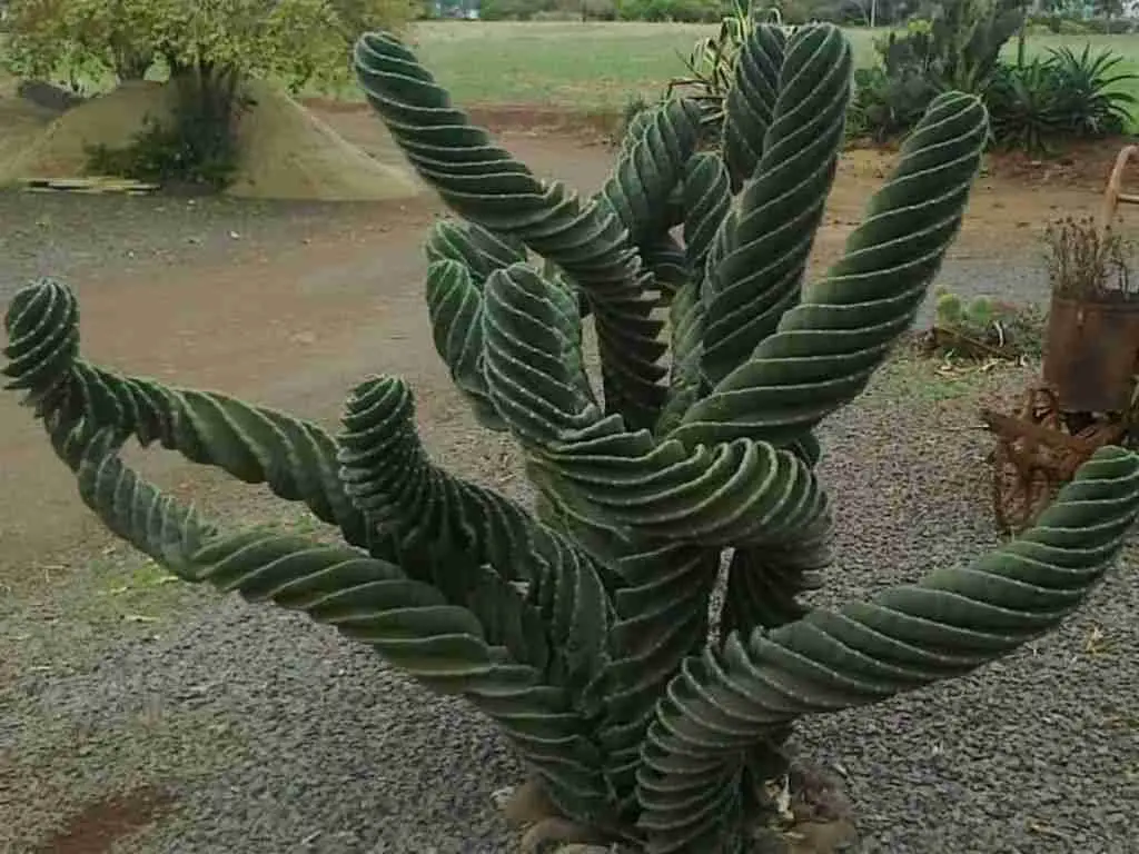 Cereus Validus 'Spiralis'