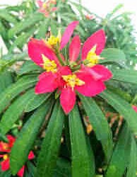 Euphorbia Punicea ‘Jamaican Poinsettia’