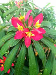 Euphorbia Punicea 'Jamaican Poinsettia'