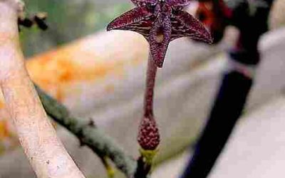 Ceropegia Cimiciodora